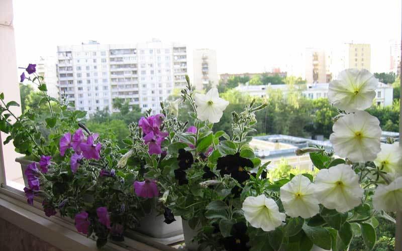 Балконные цветы: фото и название растений для создания райского уголка Какие цветы посадить в горшок на балконе