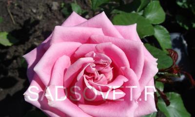 Подкормка роз – какие удобрения использовать, схема внесения Можно ли сыпать золу под розы