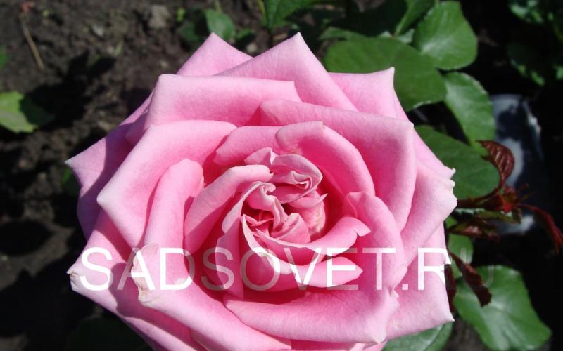 Подкормка роз – какие удобрения использовать, схема внесения Можно ли сыпать золу под розы