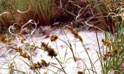 Осока песчаная - carex arenaria l