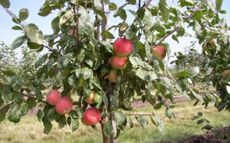 Сажаем яблоню весной правильно Посадка яблони с закрытой корневой системой